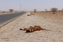 مجموعة أبقار نافقة عند المدخل الغربي لقرية السياسة على طريق الأمل ـ (تصوير الأخبار)