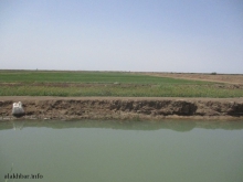 مزراع غربي مدينة روصو بولاية الترارزة ـ (أرشيف الأخبار)