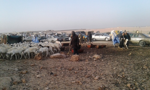 باح باعة الأغنام بألوان من المعاناة حيث البعد وغياب الخدمات وهواجس اللصوص/الأخبار