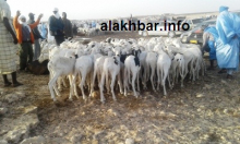 جانب من سوق المواشي عند مدخل نواذيبو/الأخبار
