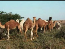 قطيع من الإبل في بوادي تيرس الزمور
