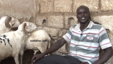 آمادو لي خلال حديثه للأخبار من داخل مخبئ تربية الكباش بمنزله في حي BMD ـ (الأخبار)